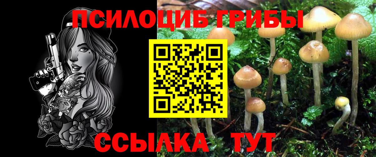 Псилоцибиновые грибы мицелий Нижний Новгород